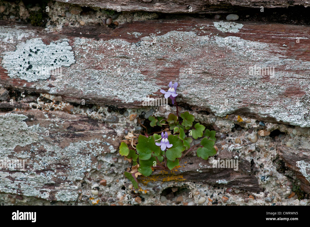 Ivy Leaved Toadflax: Cymbalaria muralis.Growing on old wall, Devon, England. Stock Photo