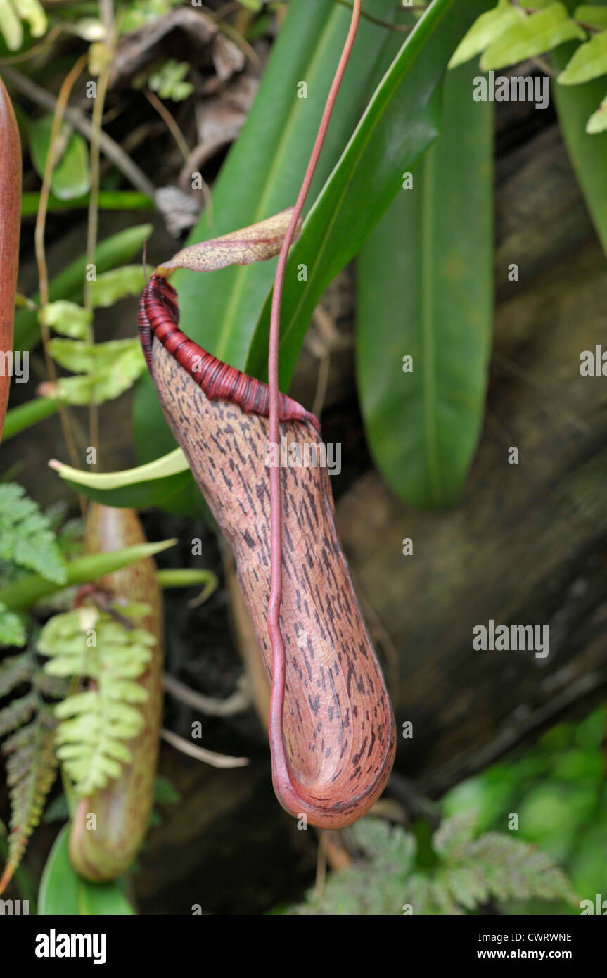 Pitcher Plant: Nepenthes spectabilis x ventricosa Stock Photo