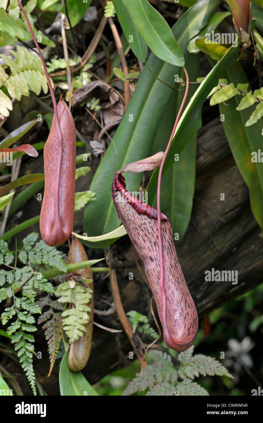 Pitcher Plant: Nepenthes spectabilis x ventricosa Stock Photo