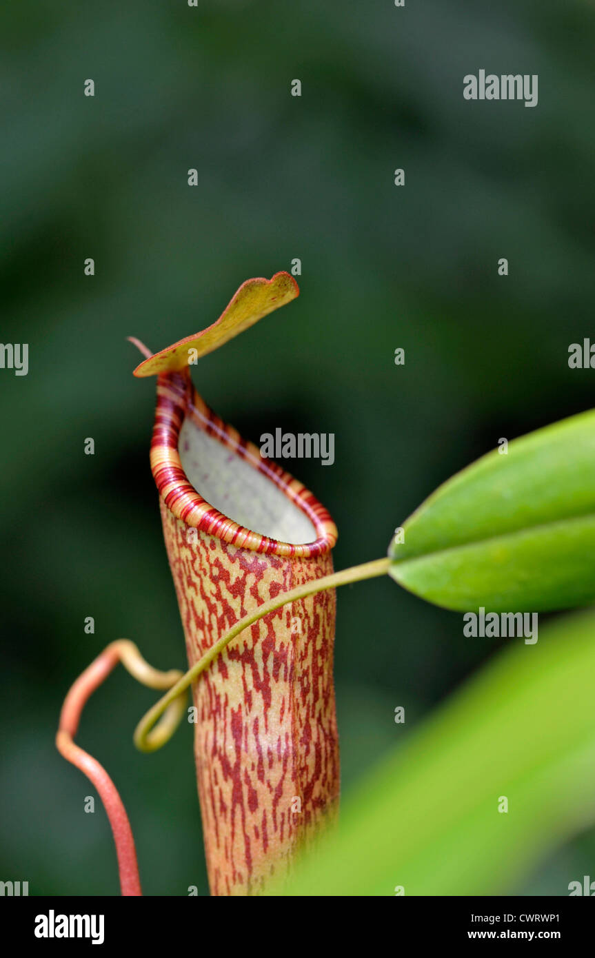 Pitcher Plant: Nepenthes spectabilis x ventricosa Stock Photo