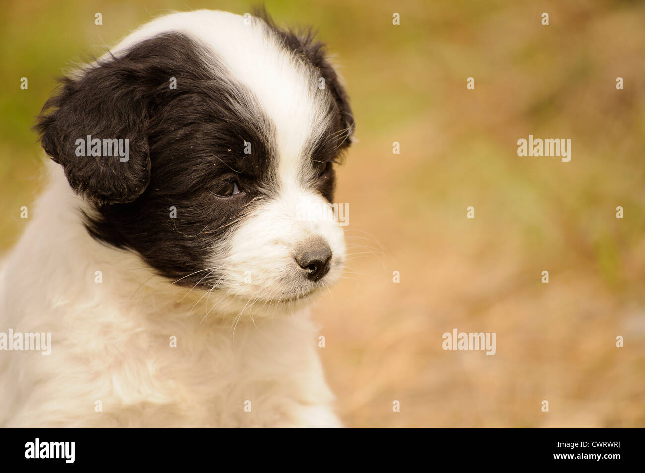 Puppy Stock Photo