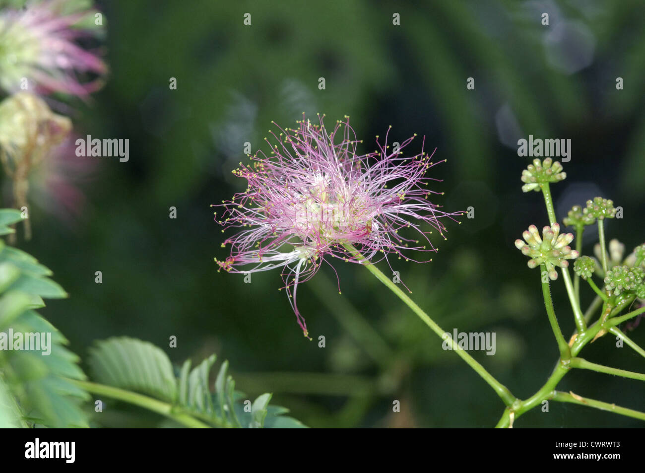 Pink Siris Albizia julibrissin (Fabaceae) Stock Photo