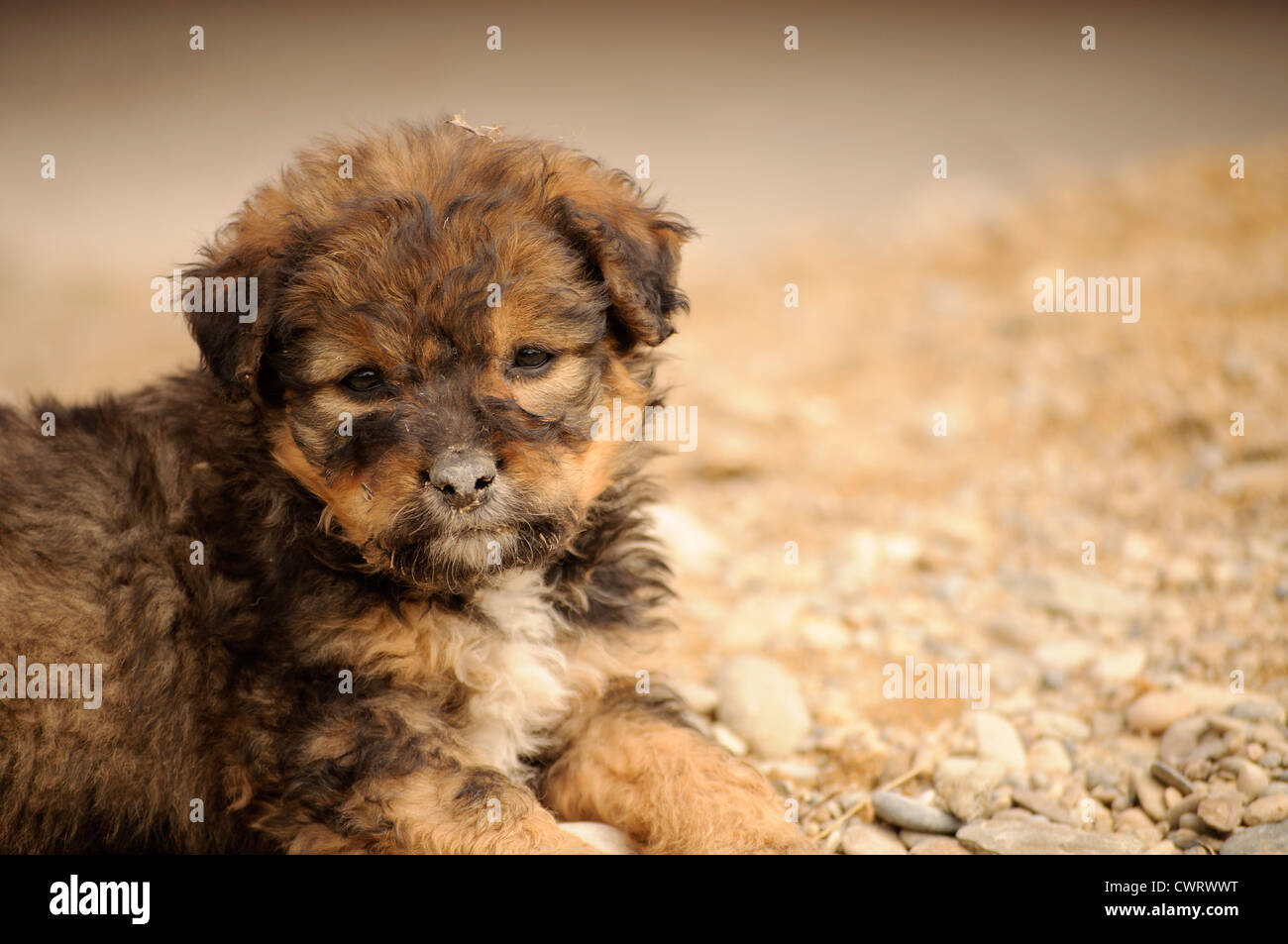 Adorable puppy Stock Photo