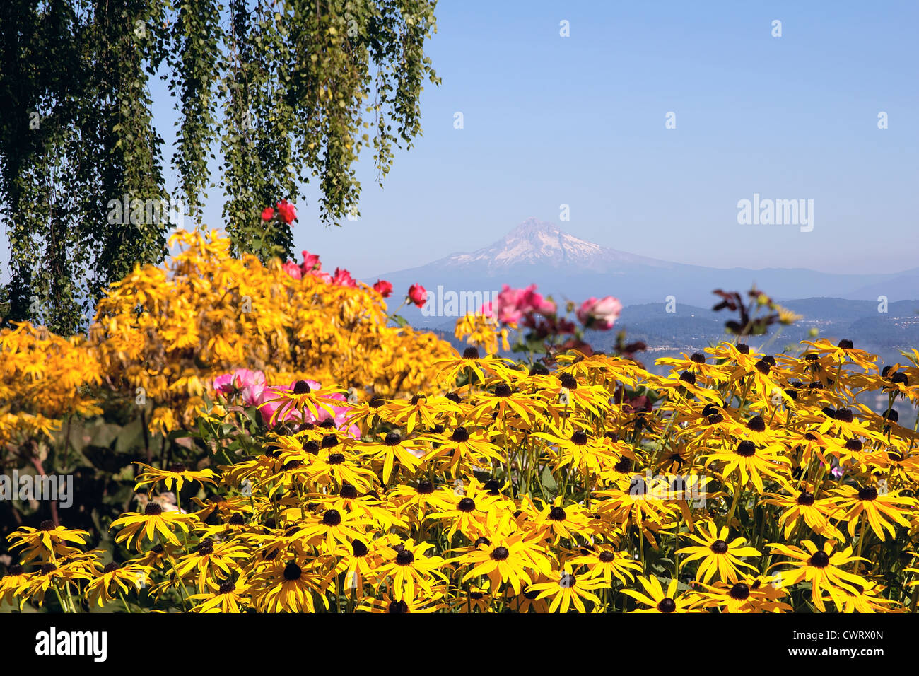 Mount Hood View in Oregon with Flowers and Tree in the Park Stock Photo
