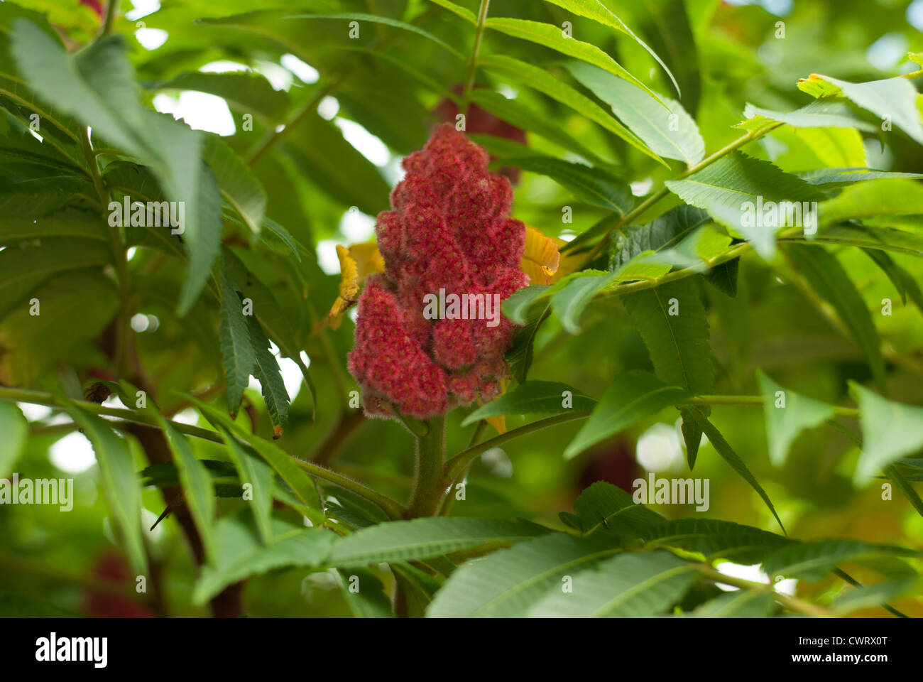 close-up of a Staghorn Sumac - Rhus typhina fruit on a tree. Stock Photo