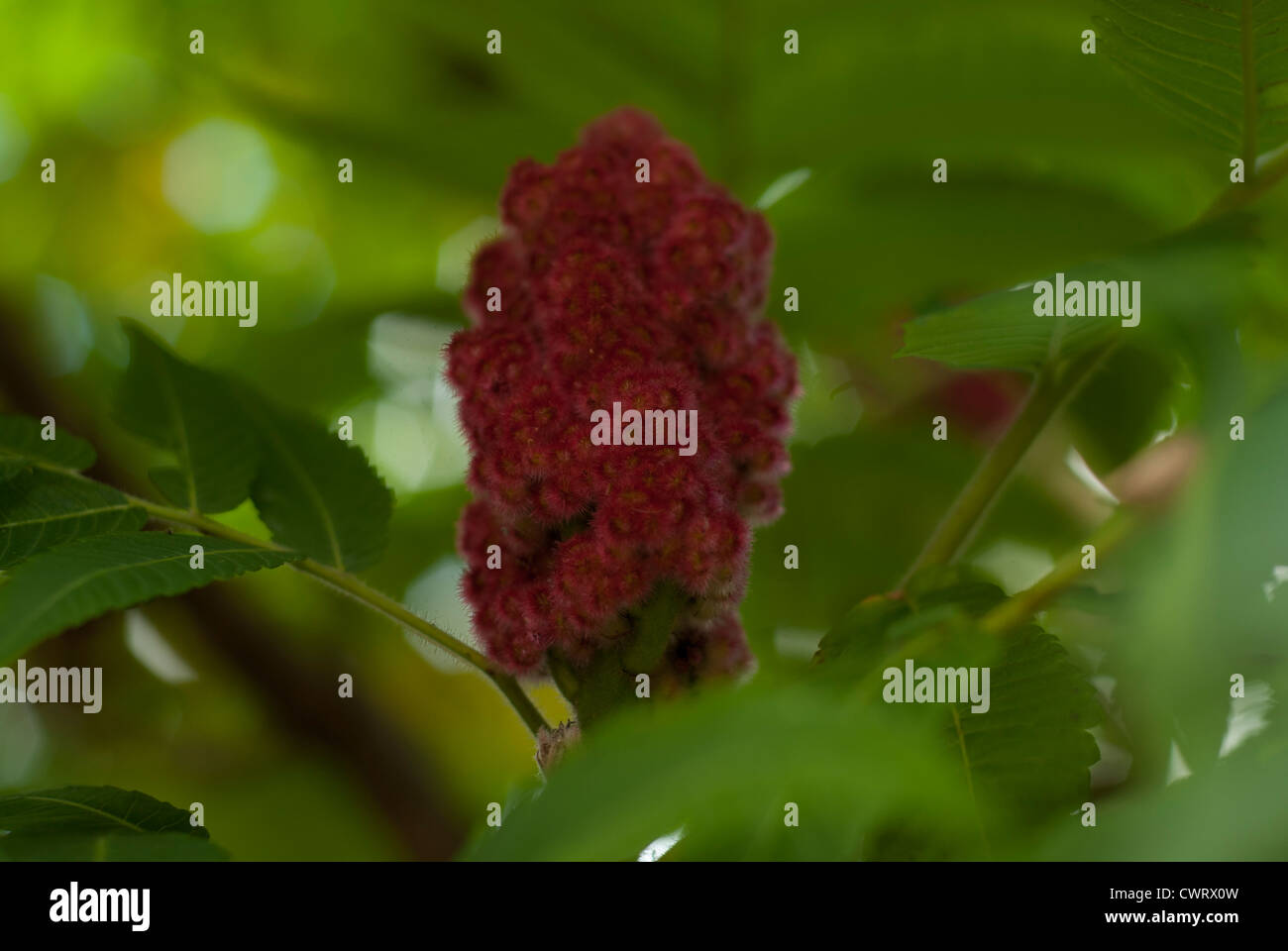 close-up of a Staghorn Sumac - Rhus typhina fruit on a tree. Stock Photo