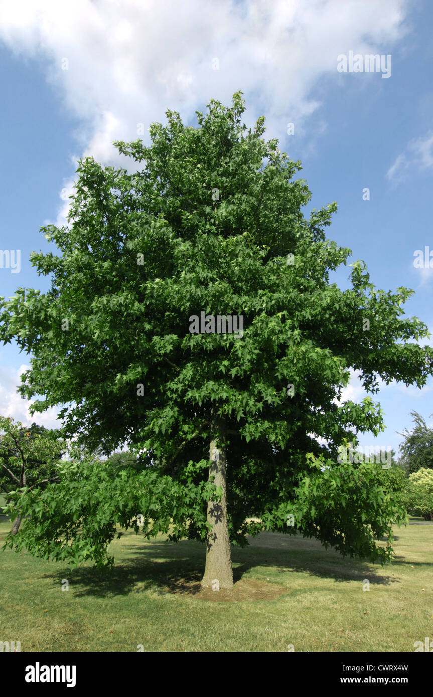 Sweet Gum Liquidamber styraciflua (Hamamelidaceae) Stock Photo