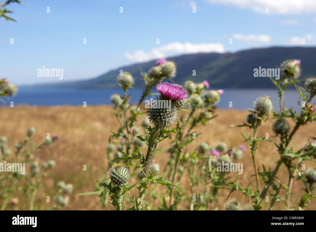 scottish thistles growing wild near Loch Ness highland scotland uk Stock Photo