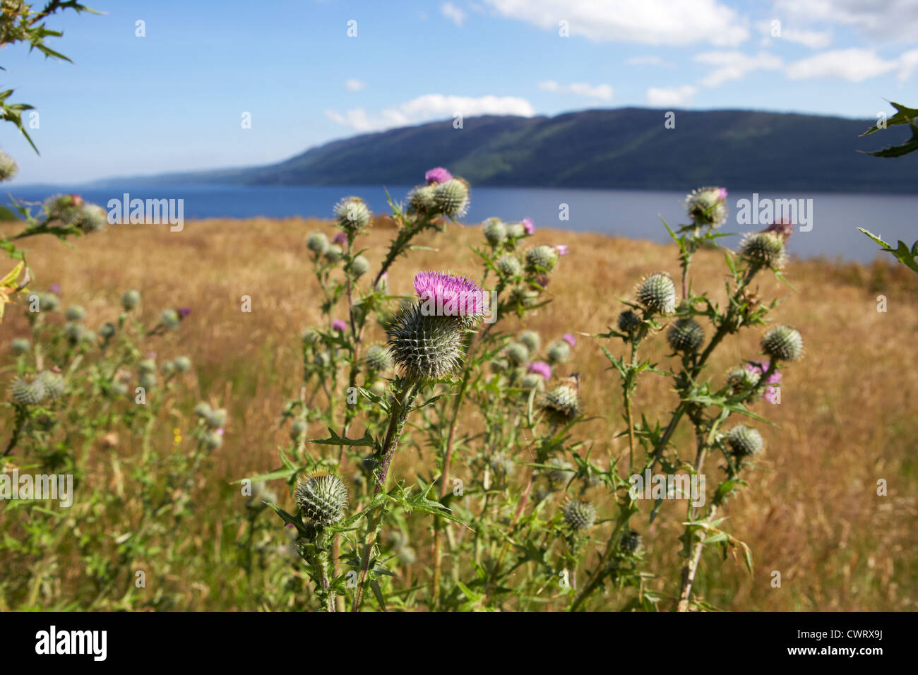 Scottish thistles hires stock photography and images Alamy