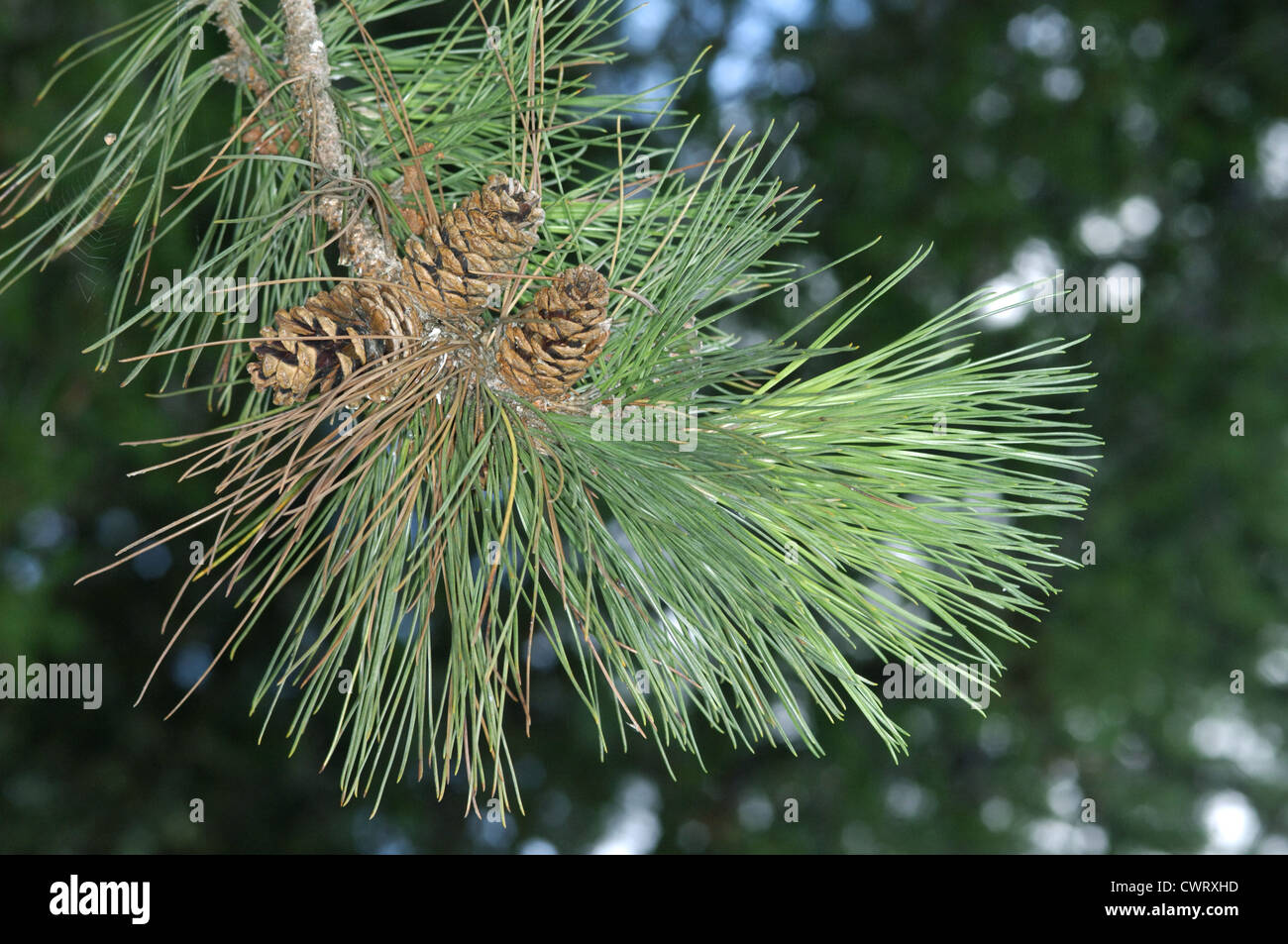 Red Pine Pinus resinosa (Pinaceae) Stock Photo
