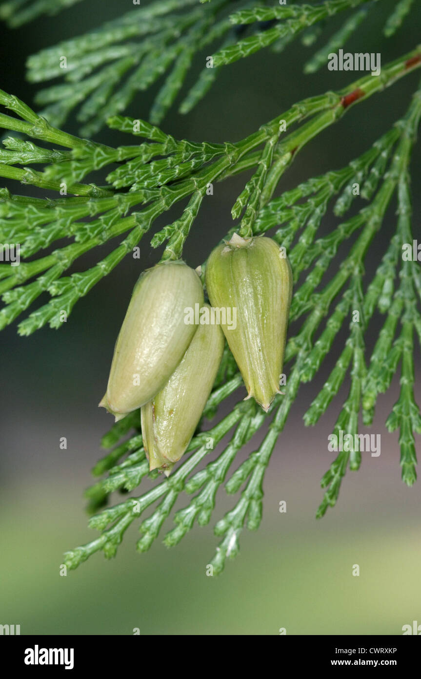 Incense Cedar Calocedrus decurrens (Cupressaceae Stock Photo Alamy