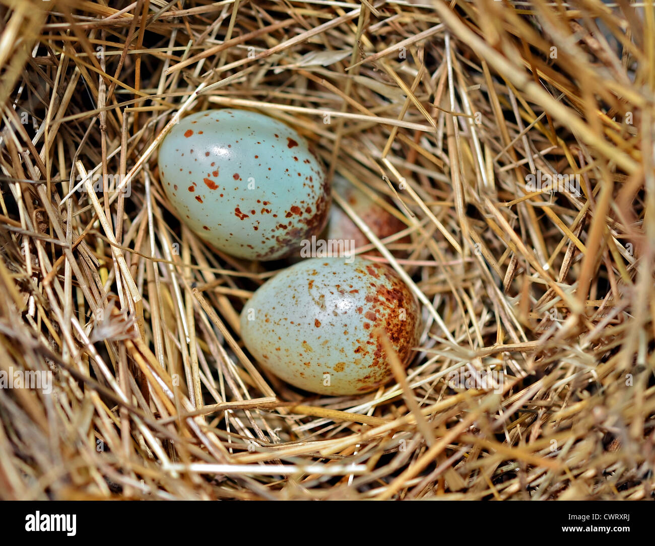 Tiny bird eggs in a straw nest. Stock Photo