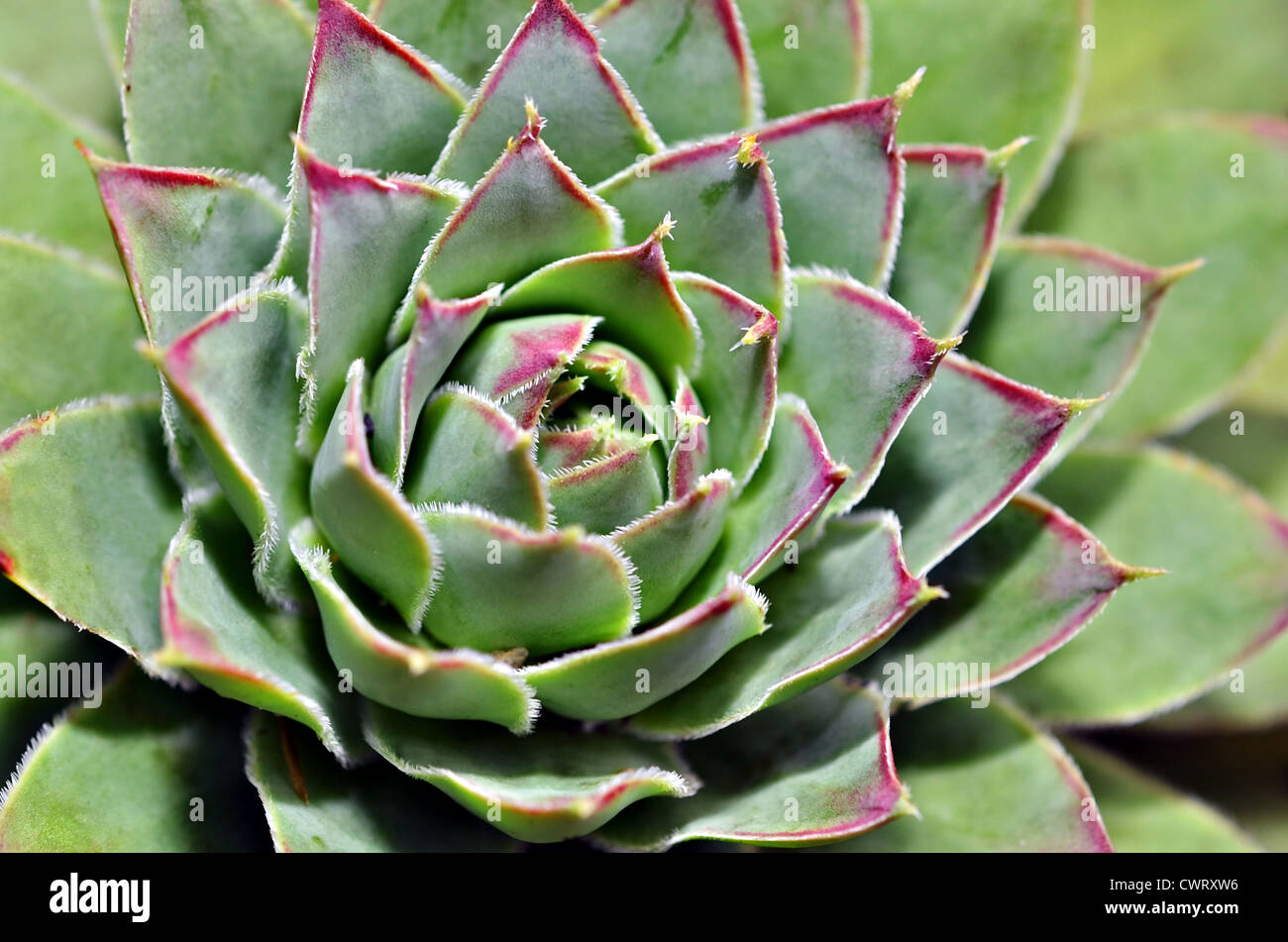 A green succulent plant with red edges. Stock Photo