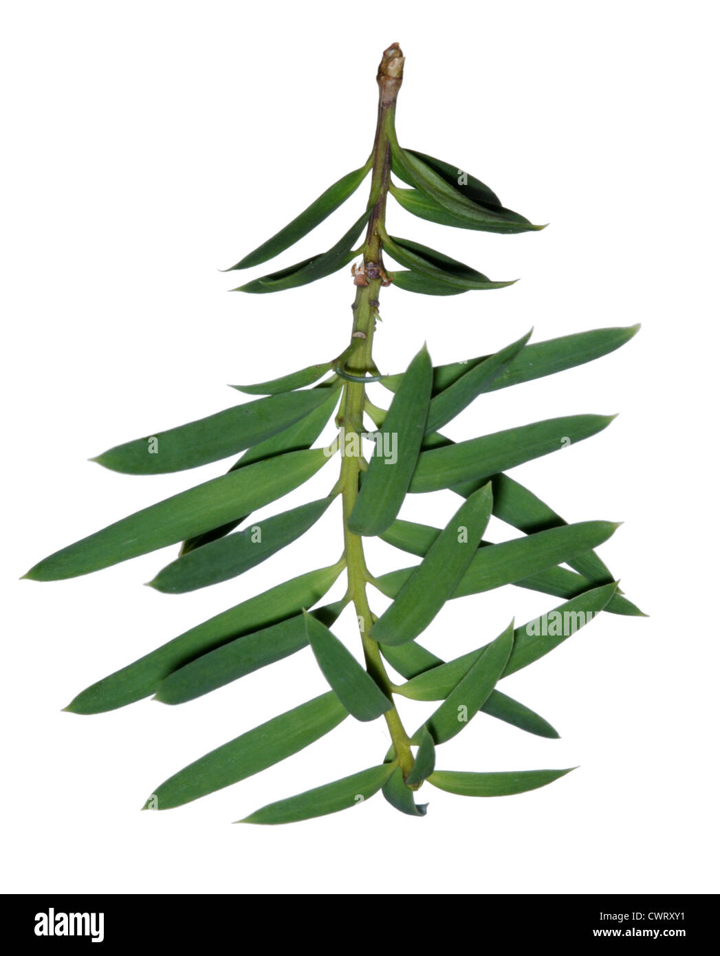 Totara Podocarpus totara (Podocarpaceae) Stock Photo