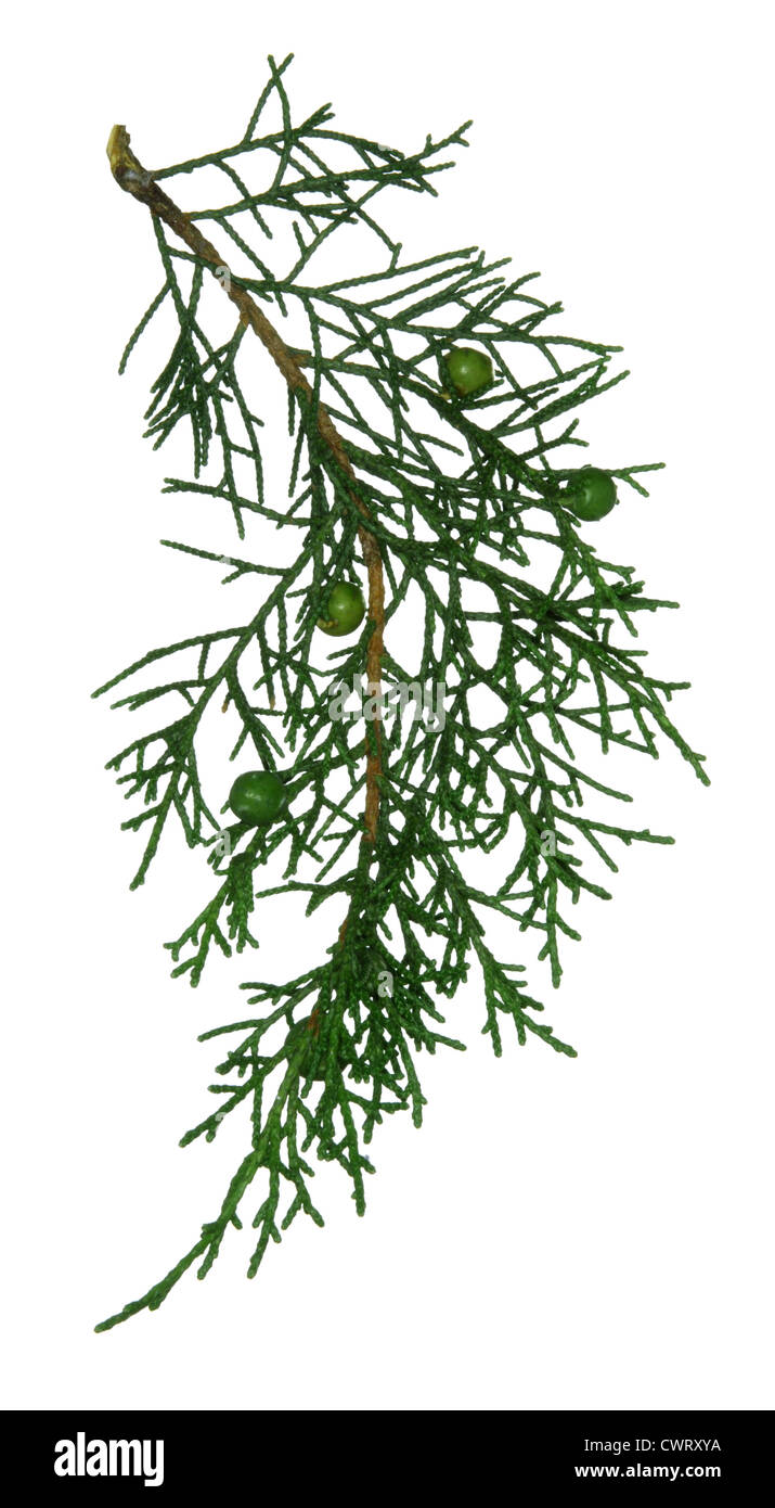 Phoenician Juniper Juniperus phoenicia (Cupressaceae) Stock Photo