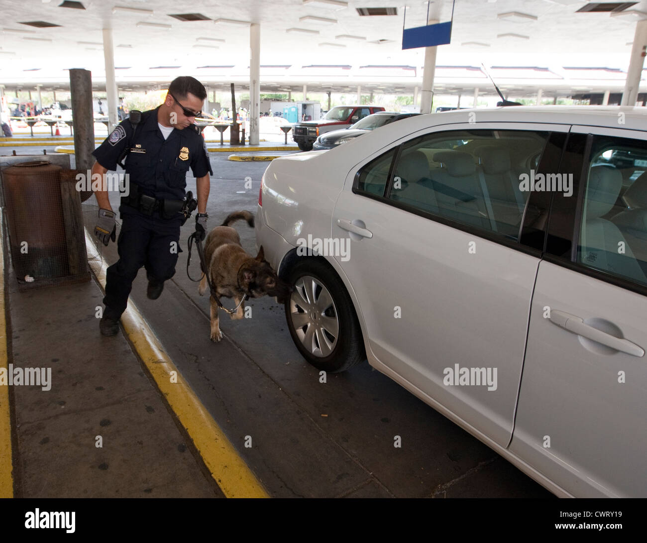 Are Dogs Trained To Sniff For Guns