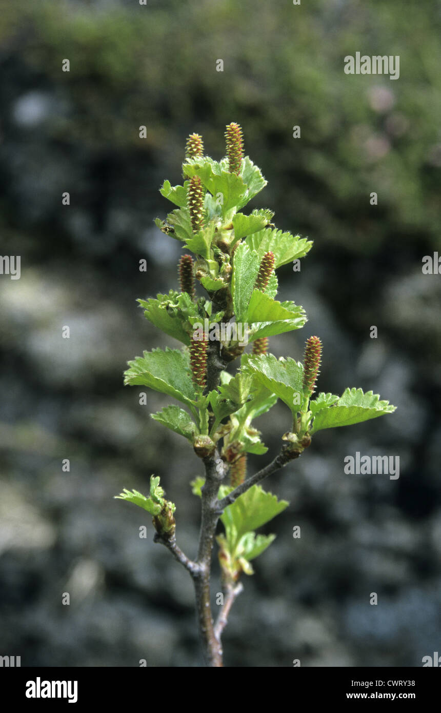 Dwarf Birch Betula nana (Betulaceae) Stock Photo