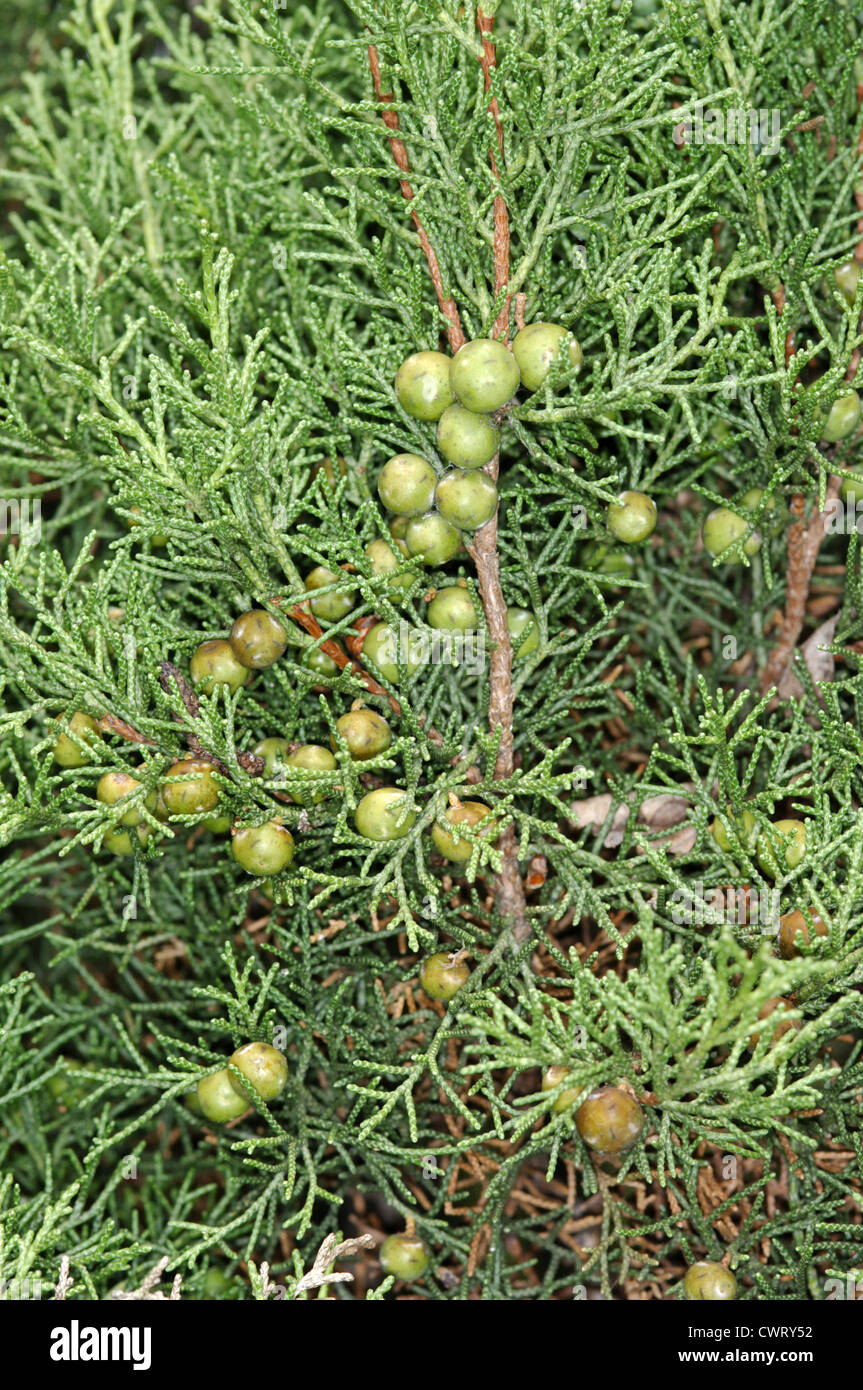 Phoenician Juniper Juniperus phoenicia (Cupressaceae) Stock Photo