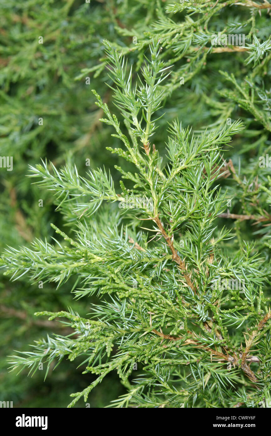 Chinese Juniper Juniperus chinensis (Cupressaceae) Stock Photo