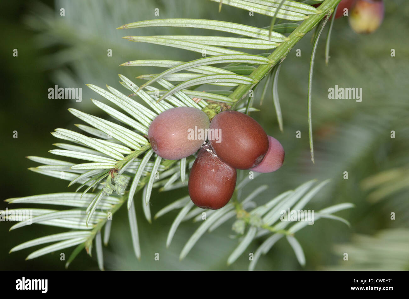 Chinese Plum Yew (Chinese Cow-tail Pine) Cephalotaxus fortunei (Cephalotaxaceae) Stock Photo