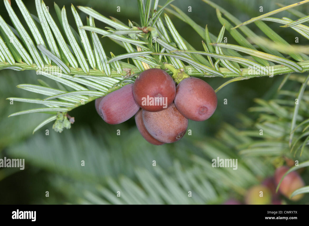 Chinese Plum Yew (Chinese Cow-tail Pine) Cephalotaxus fortunei (Cephalotaxaceae) Stock Photo