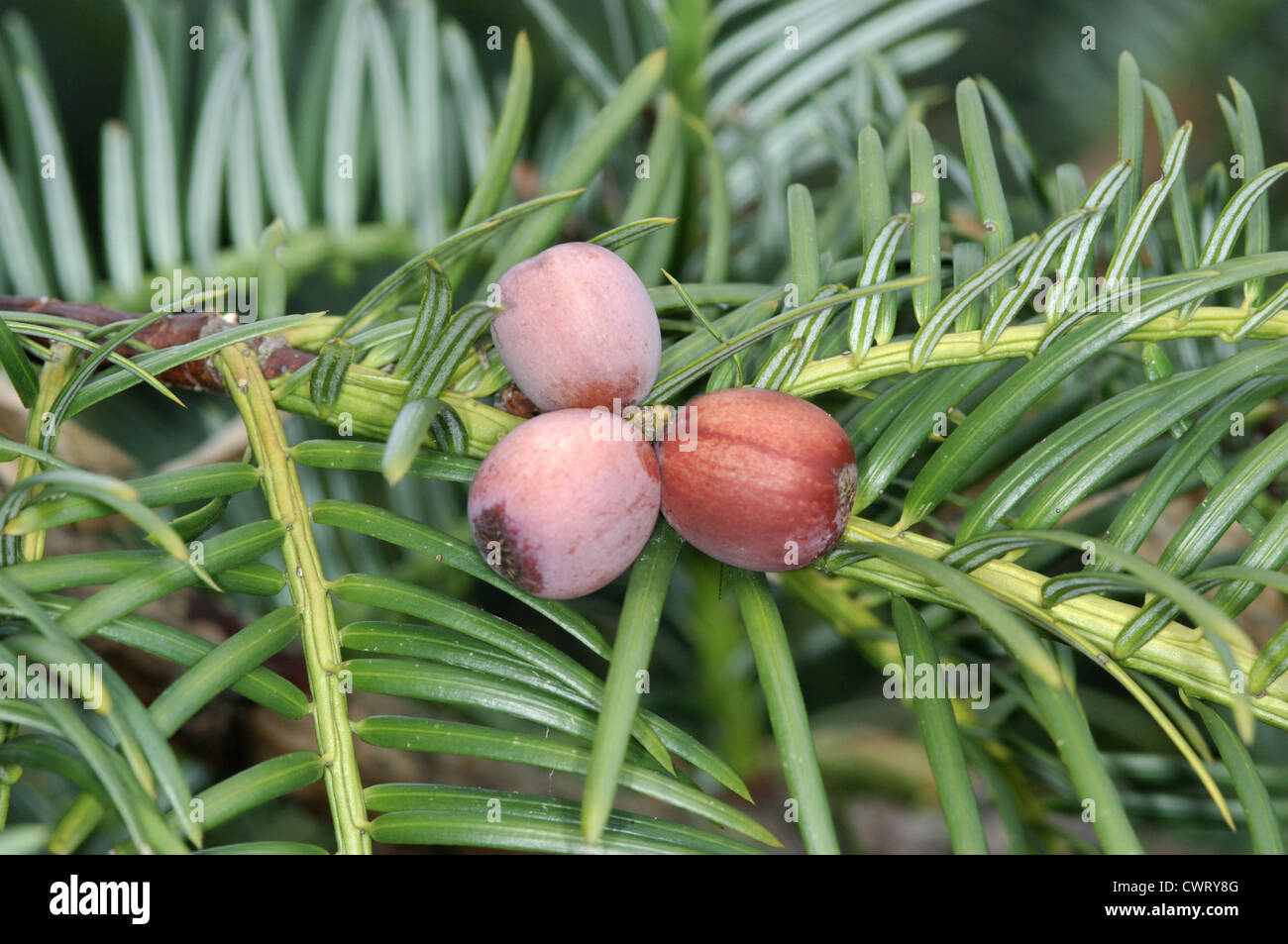 Japanese plum yew fruit hires stock photography and images Alamy