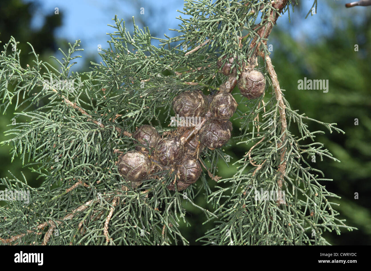 Monterey Cypress Cupressus macrocarpa (Cupressaceae) Stock Photo