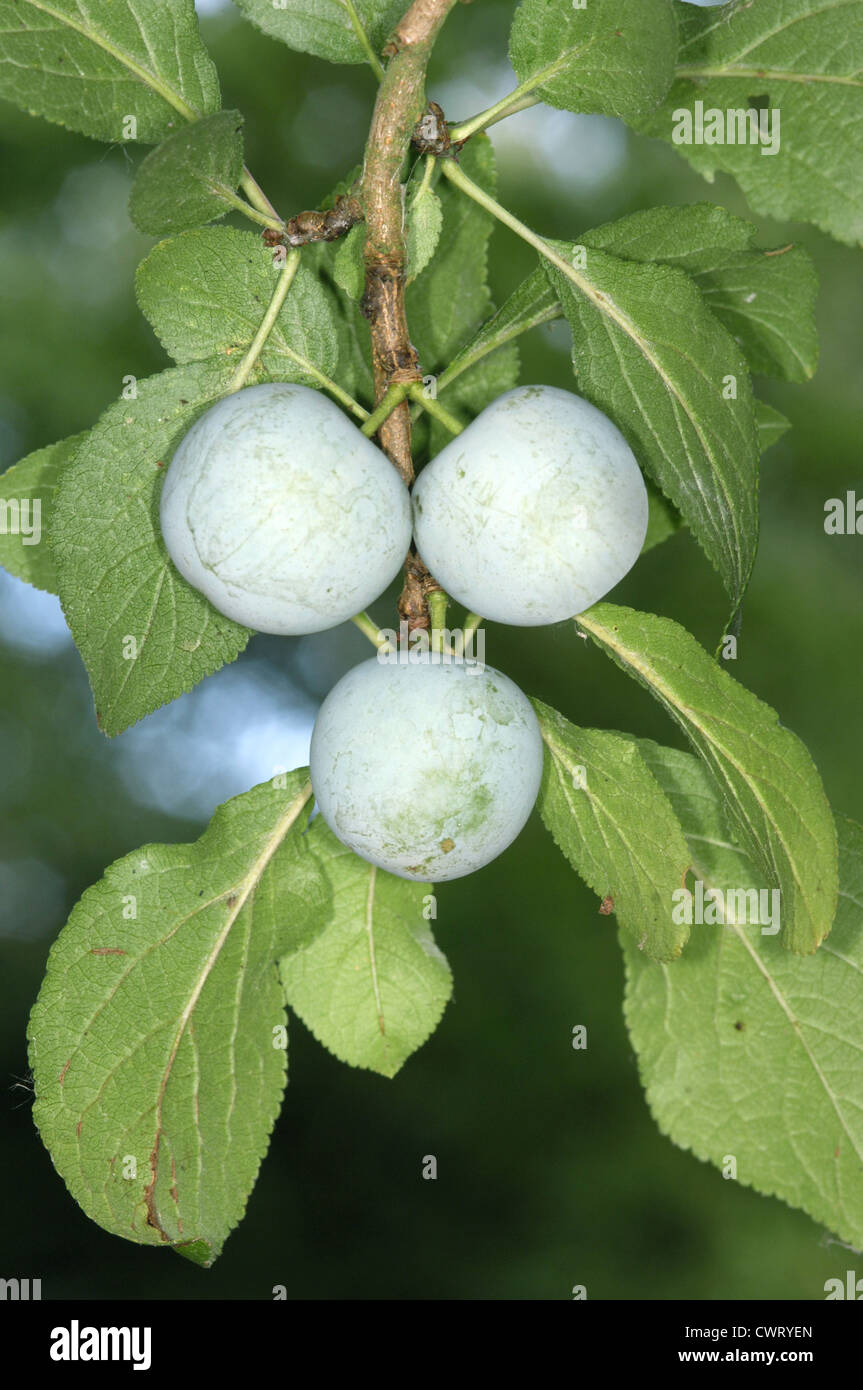 Cultivated Greengage Prunus domestica ssp. italica Stock Photo