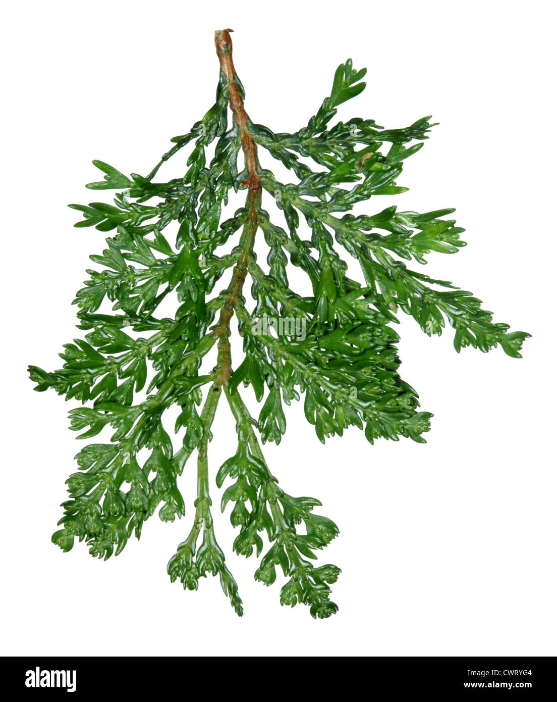 Chilean Incense Cedar Austrocedrus chilensis Stock Photo