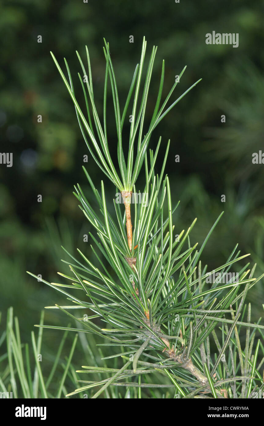 Japanese Umbrella Pine Sciadopitys verticillata (Taxodiaceae) Stock Photo