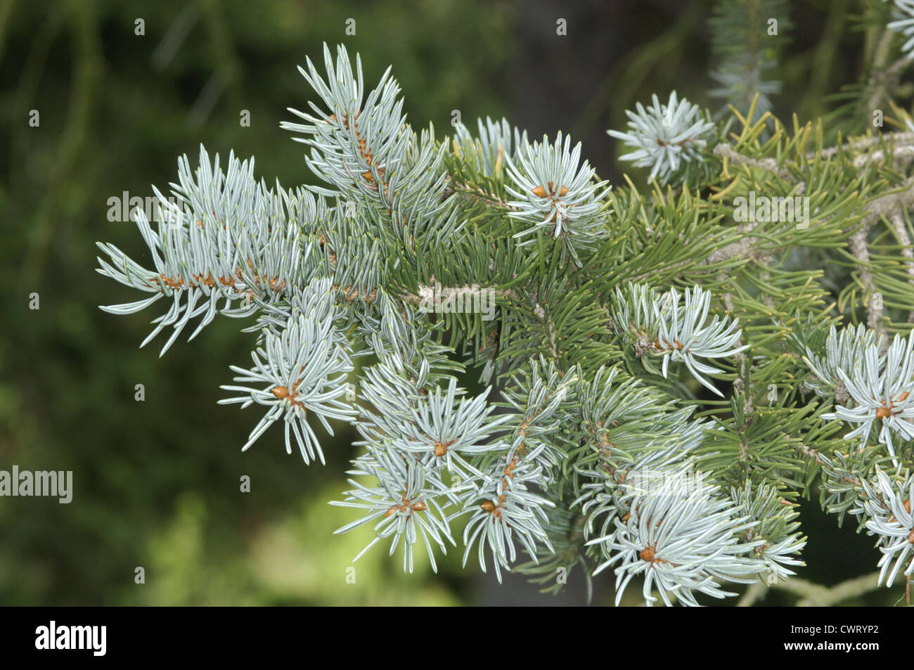 Blue Colorado Spruce Picea pungens (Pinaceae) Stock Photo