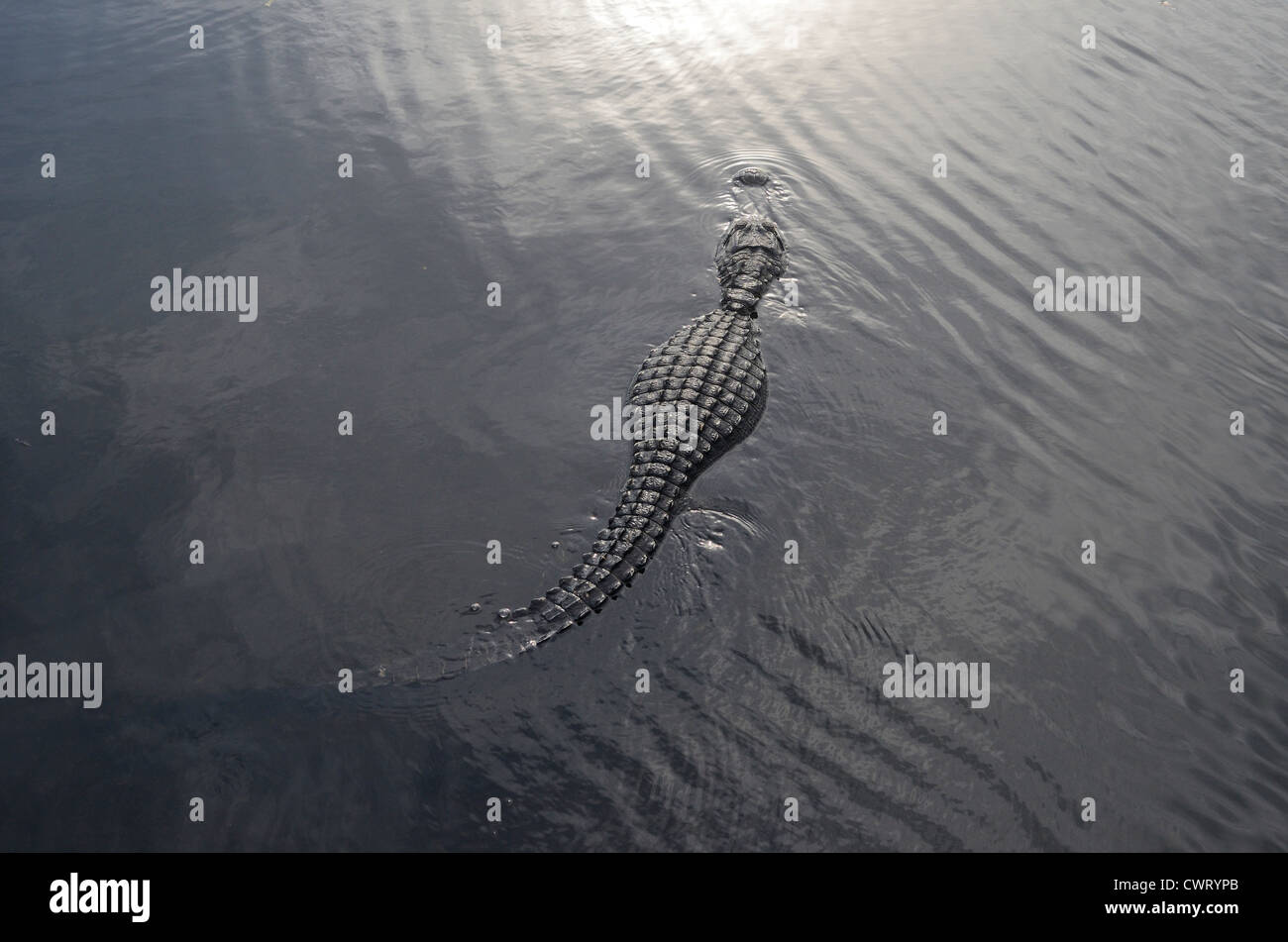 American alligator swimming Stock Photo