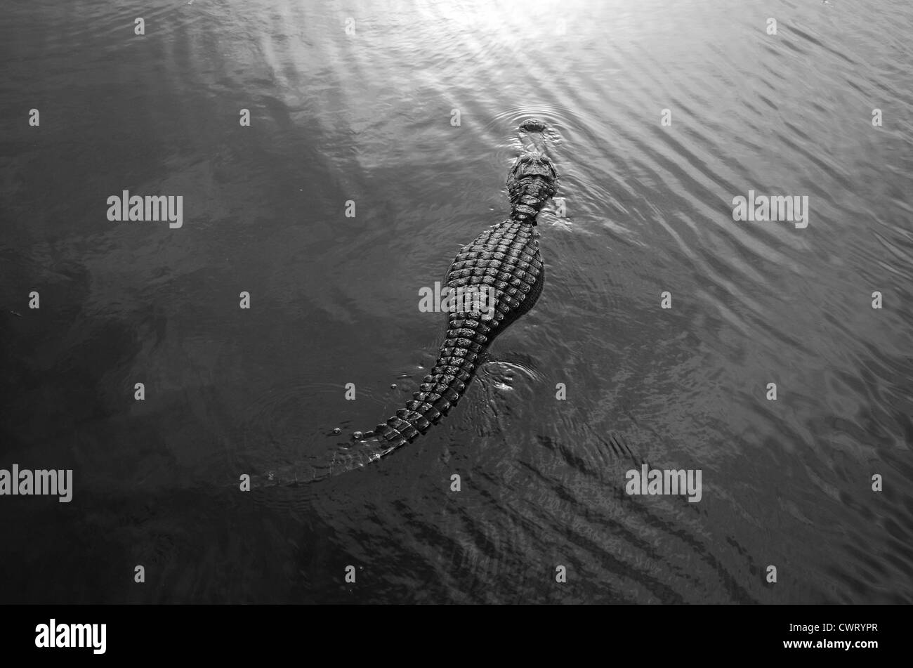 American alligator (Alligator mississippiensis) swimming at sunrise Stock Photo