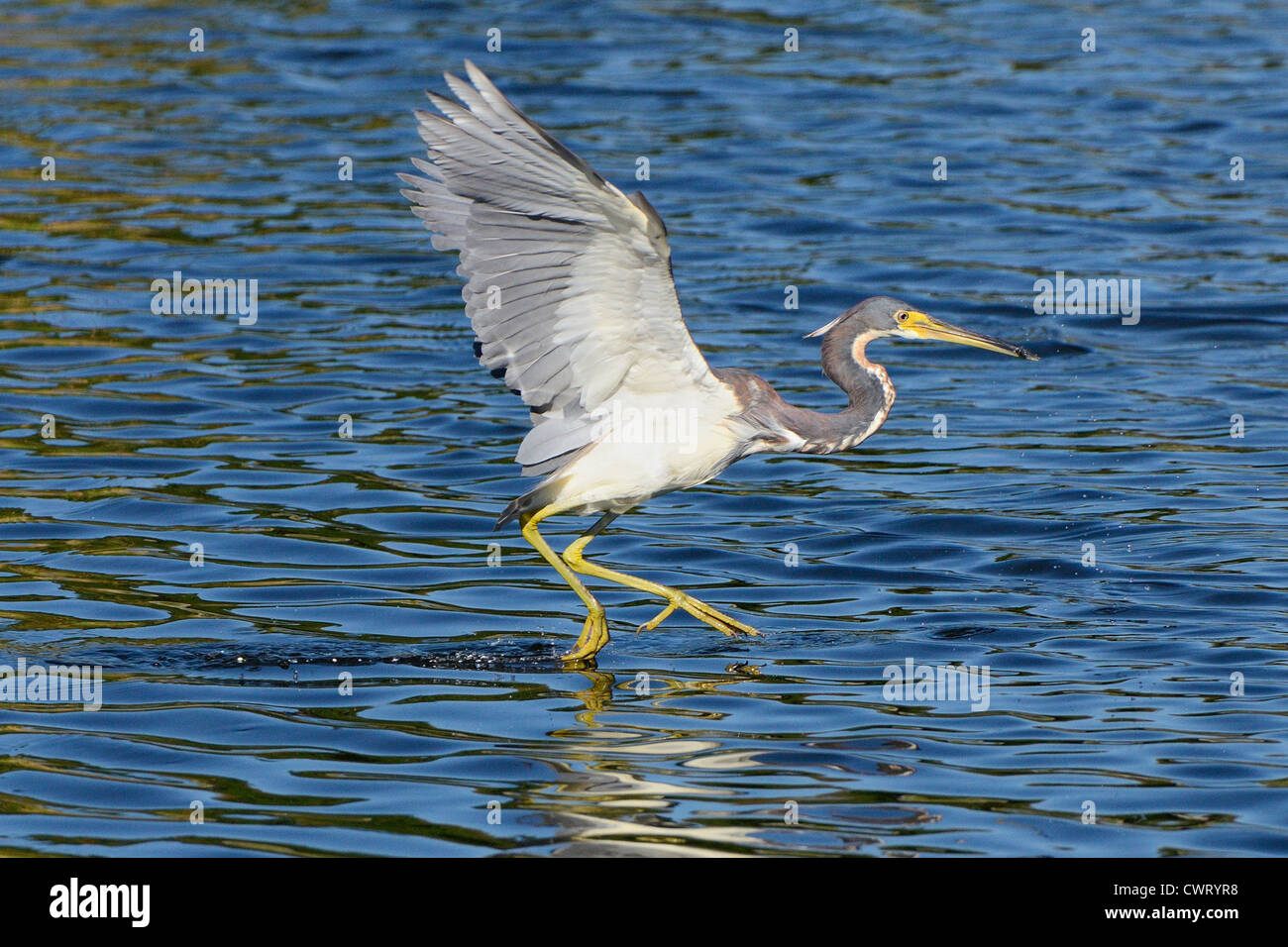 Tricolored Heron flying Stock Photo