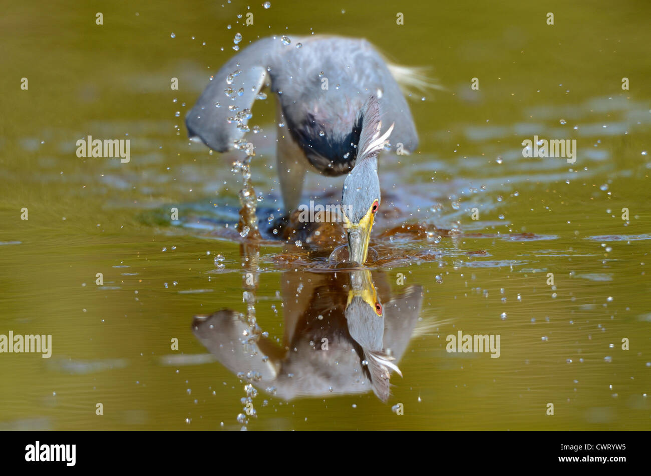 Tricolored Heron hunting Stock Photo