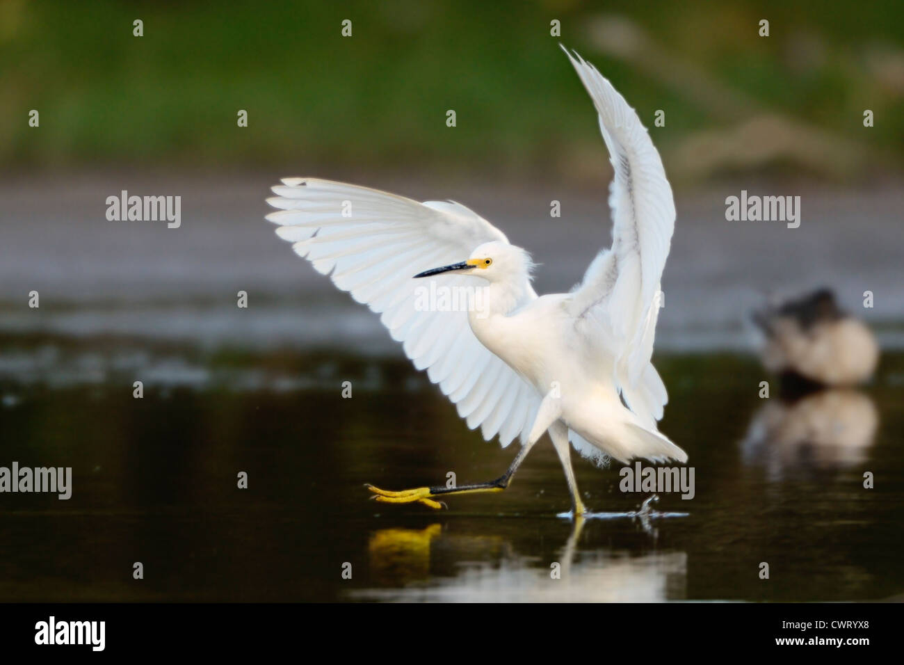 Snowy Egret dancing Stock Photo