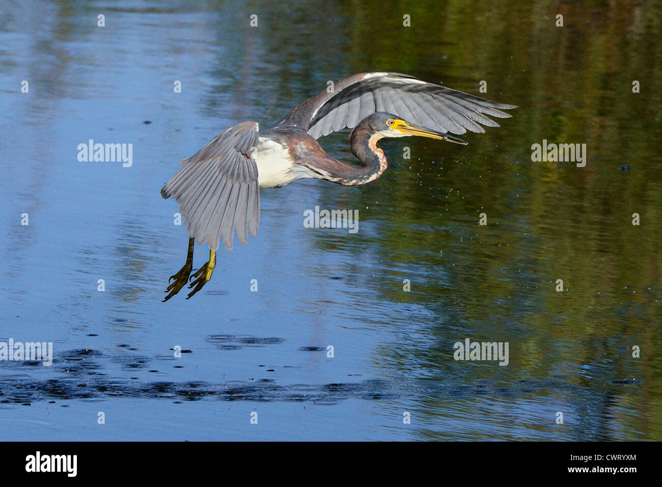 Tricolored Heron flying Stock Photo