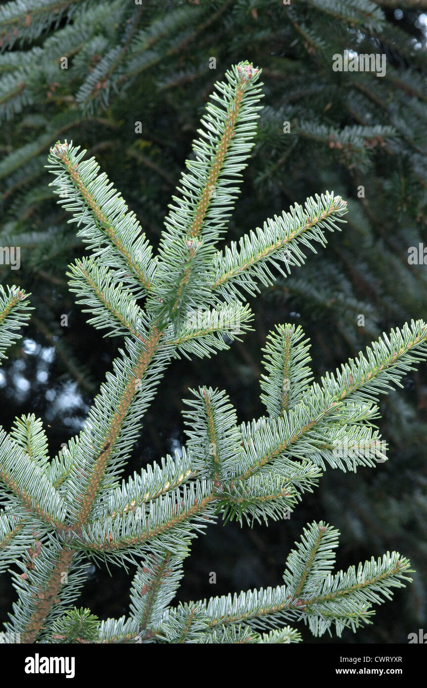 European Silver Fir Abies alba (Pinaceae Stock Photo - Alamy