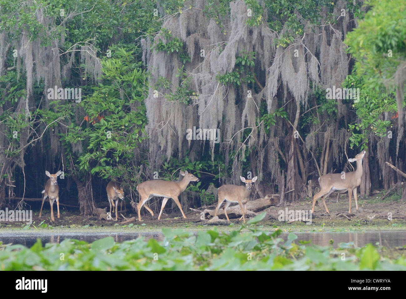White-tailed deer (Odocoileus virginianus) at edge of Florida river Stock Photo