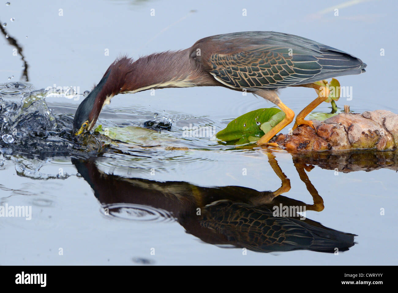 Green Heron strikes Stock Photo