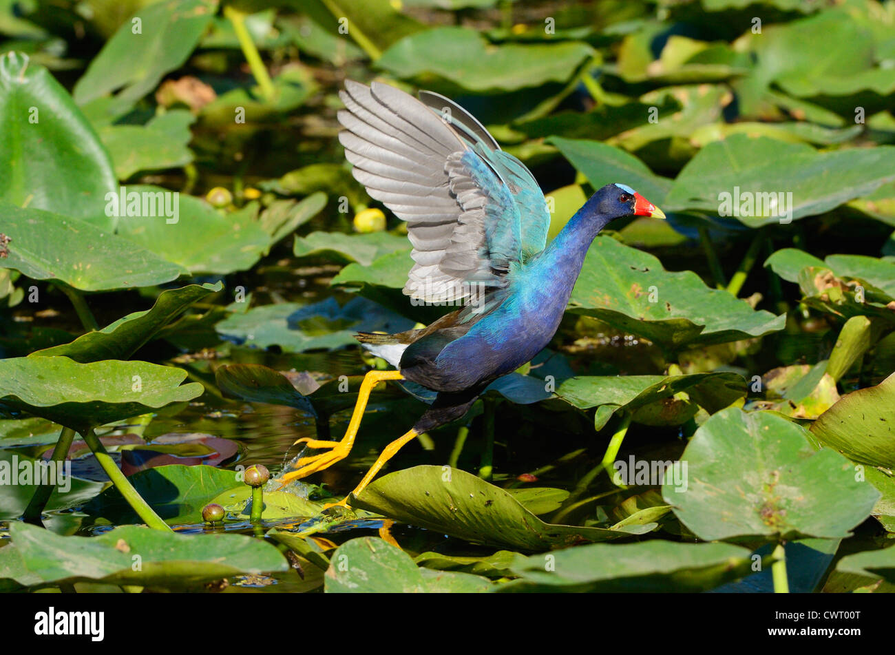 Purple Gallinule flying Stock Photo - Alamy