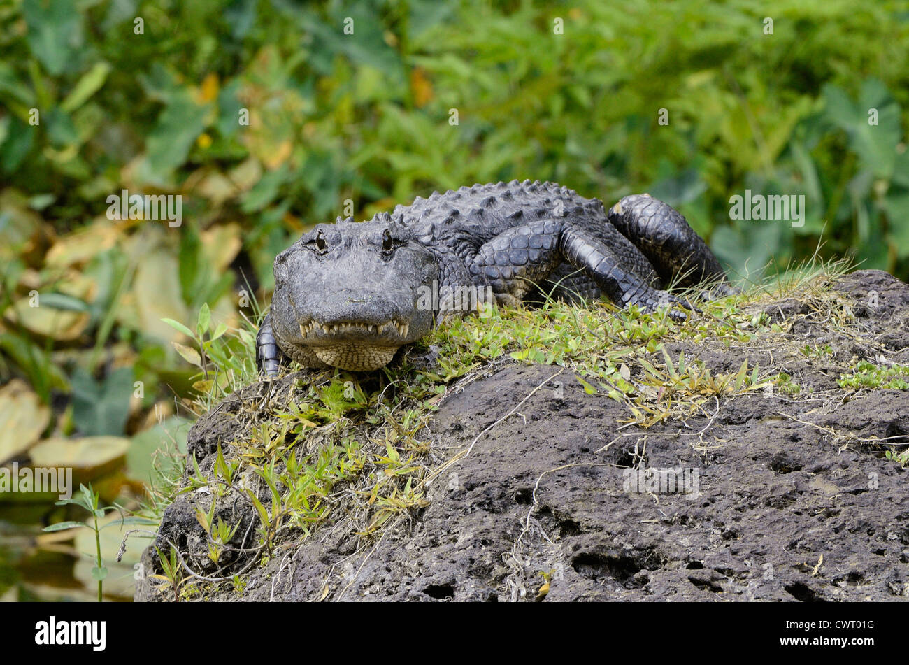 American alligator (Alligator mississippiensis) stalking Stock Photo