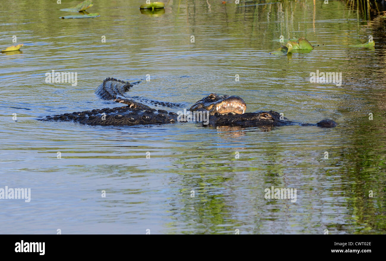 American alligator (Alligator mississippiensis) mating Stock Photo Alamy