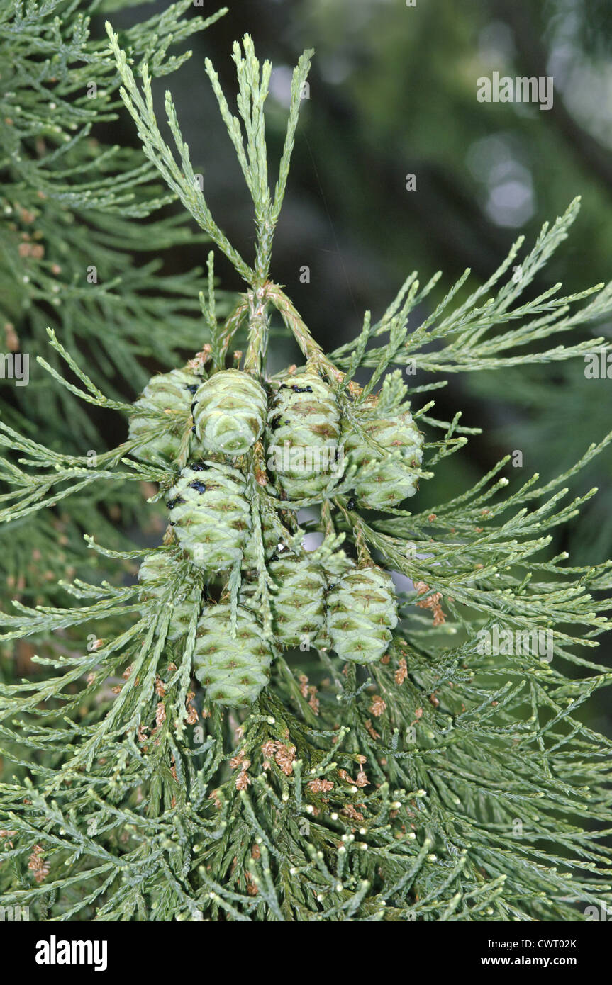 Wellingtonia (Giant Sequoia) Sequoiadendron giganteum (Taxodiaceae) Stock Photo