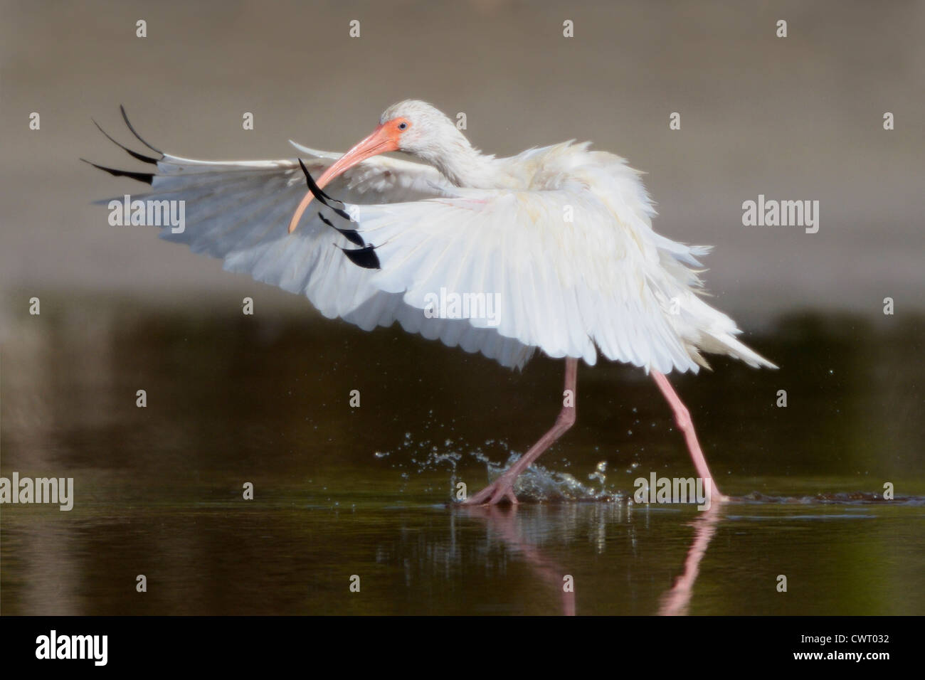 American White Ibis splashing through shallow water Stock Photo