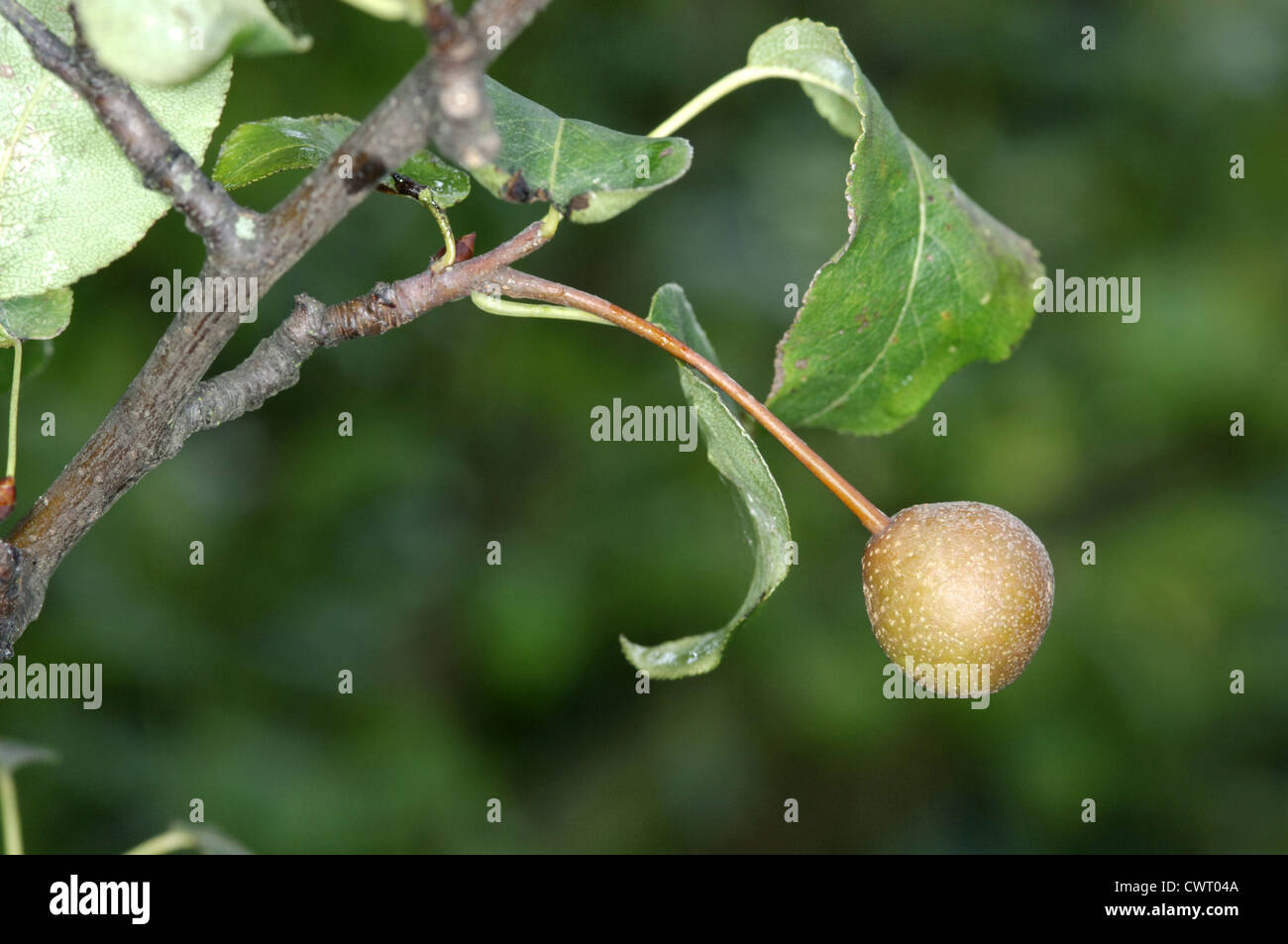 Plymouth Pear Pyrus cordata (Rosaceae) Stock Photo