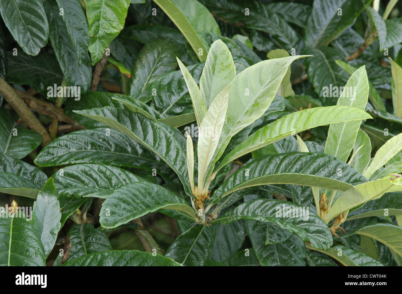 Loquat Eriobotrya japonica (Rosaceae) Stock Photo