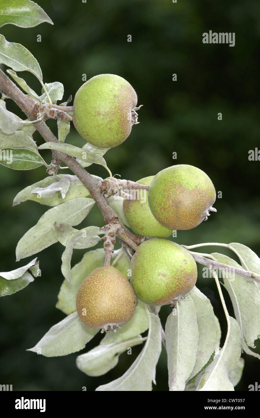 Snow Pear Pyrus nivalis (Rosaceae) Stock Photo