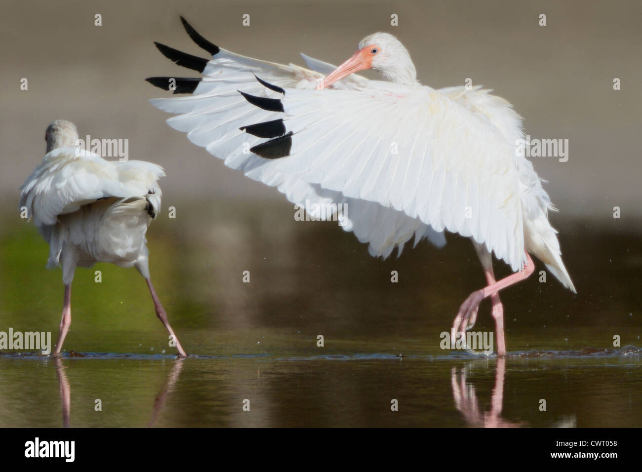 American White Ibis getting ready to fly Stock Photo