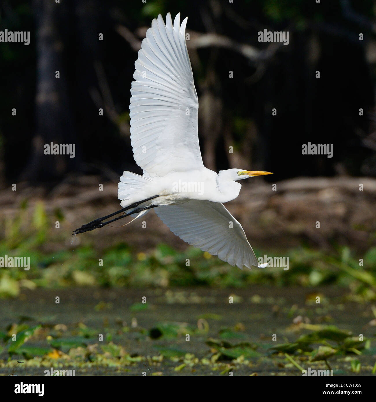 Great Egret flying Stock Photo